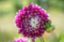 Picture of Lilac