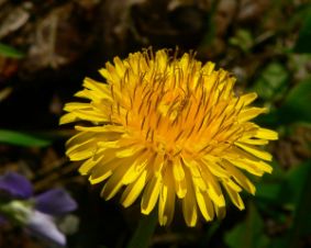Picture of Dandelion