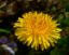 Picture of Dandelion