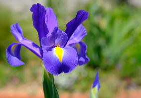 Picture of Iris